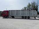 Bus fleet - Livestock Transport